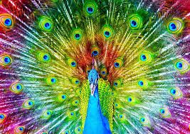 5949194012510-puzzle-enjoy---1000pces---colorful-peacock