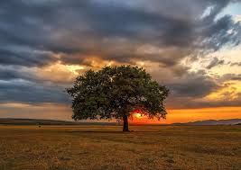 5949194020652-puzzle-enjoy---1000pces---leaves-eclipse