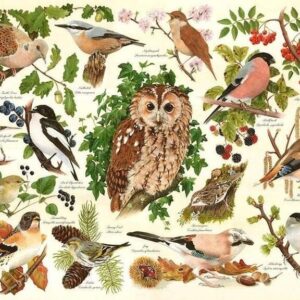 5060002006184-house-of-puzzles---big-500pces----oiseaux-des-bois