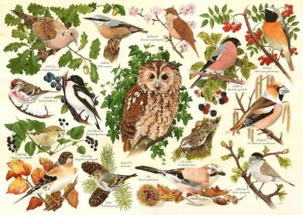 5060002006184-house-of-puzzles---big-500pces----oiseaux-des-bois